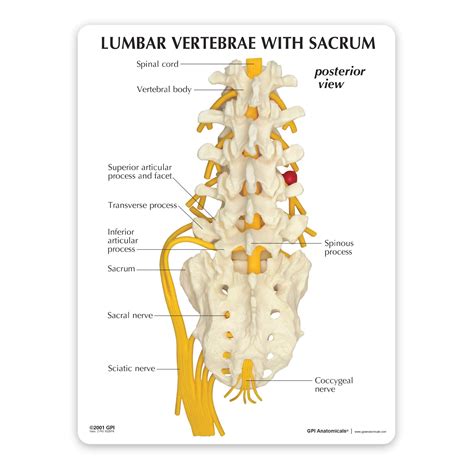 Anatomy Of Lumbar Spine And Nerves Lumbar Spine Injury Bakersfield, CA