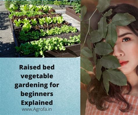 Simple Steps On Raised Bed Vegetable Gardening For Beginners