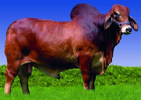 Red Brahman Sires | Heritage Cattle Company