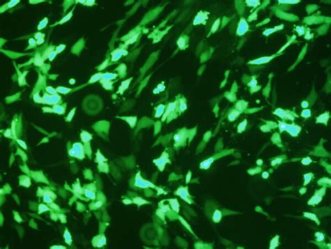 Nctc Clone Cell Avalanche Transfection Reagent Ez Biosystems