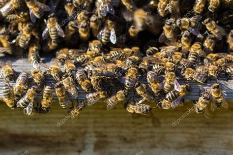 Abejas En La Entrada De La Colmena Primer Plano De Las Abejas