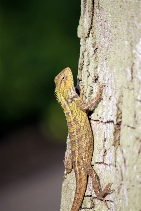 Lizard Head Close Up On The Tree Free Stock Photo Public Domain Pictures