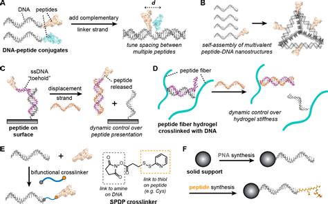 Peptideoligonucleotide Hybrid Molecules For Bioactive Nanomaterials