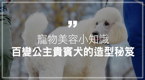 最新！全台24小時動物醫院在這裡！ Hotpets 哈寵誌