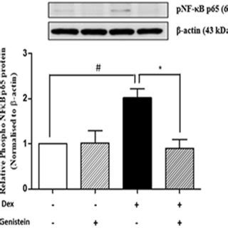 Effect Of Genistein On Dexamethasone Induced Nf B Activation Ins