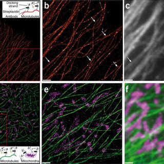 Pdf Multiplexed D Cellular Super Resolution Imaging With Dna Paint