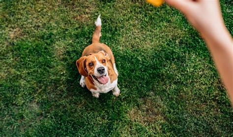 2 Übungen zur Impulskontrolle Tackenberg Magazin für Hunde Katzen