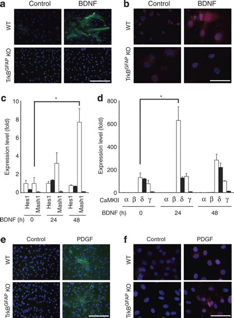 Regenerative Capacity Of Müller Glial Cells Mediated By Trkb