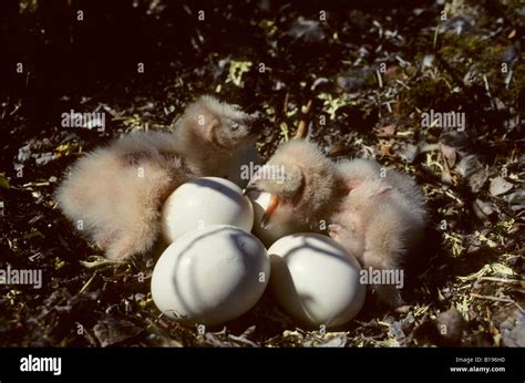 Owl Eggs Hatching