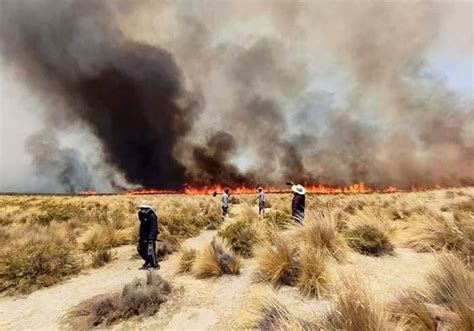 Arequipa Incendio En Pocsi Afect Hect Reas De Flora Y Fauna