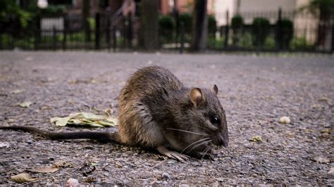 Chicago Ranks As The Most Rat Infested City In The Us