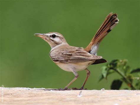 rufous tailed scrub robin kuwaitbirdsorg