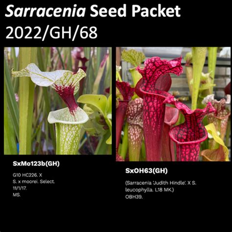 2022 GH 68 Sarracenia Seeds Mysite