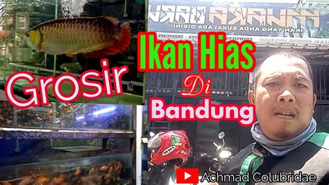 Grosir Ikan Hias Di Kota Bandung YouTube