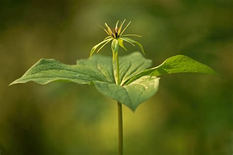 Einbeere Blume Des Jahres 2022 Naturpark Schwarzwald Mitte Nord