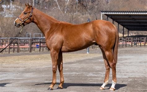 2歳馬牧場リポート2022春｜競馬情報ならjra Van