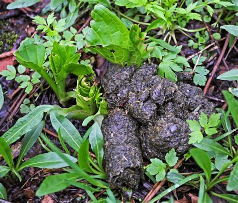 Ohio Birds And Biodiversity Bear Scat