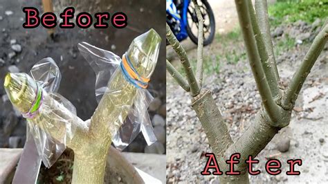 How To Graft Big Stem Adenium Part 2 Update Of Our Part 1 Youtube