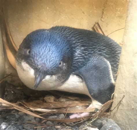 Rescued Rehabilitated Released National Aquarium Of New Zealand