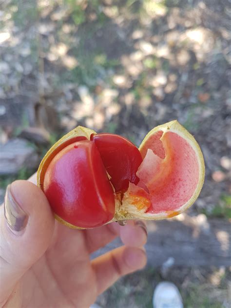 I found this fruit? At a local community garden. Have never seen