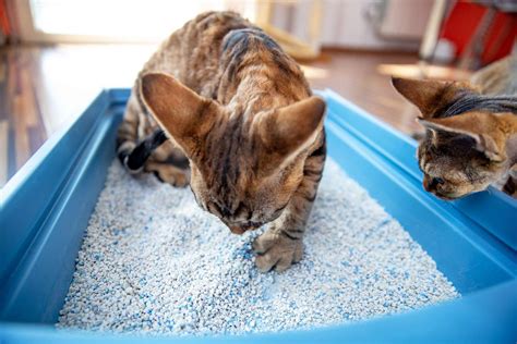 Maine Shelter Will Put Your Exs Name In A Litter Box For Valentines