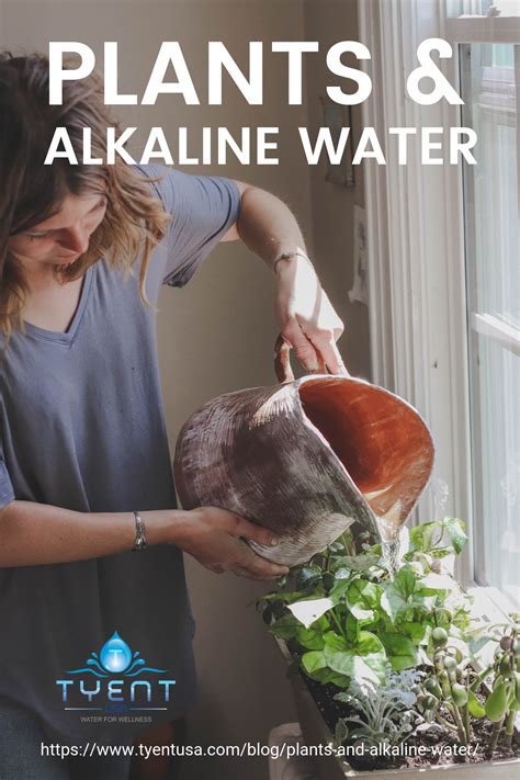 Why do plants need water – Artofit
