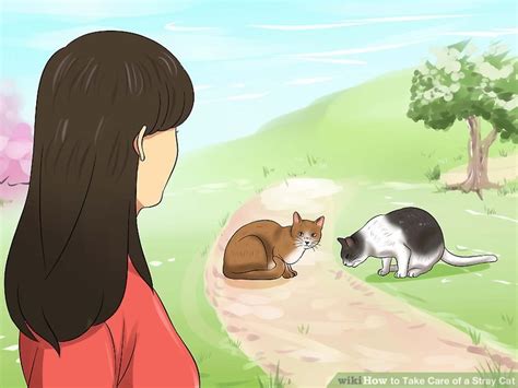 3 Ways to Take Care of a Stray Cat - wikiHow