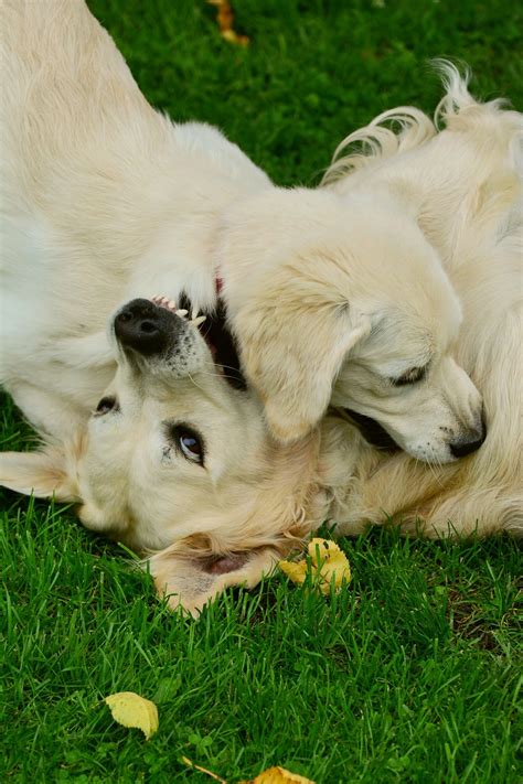 Why Does Dog Bite My Feet at Evie Rounsevell blog