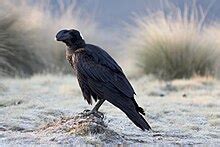 Corvidae Wikipedia