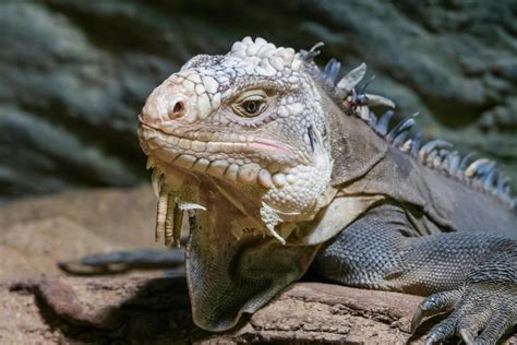 what happens if iguana making noise naturally