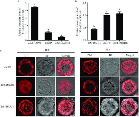 Antagonistic Regulation Of The Assembly Of SRBSDV P7 1 Tubules By