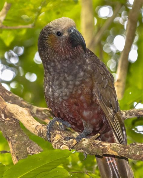 New Zealand Native Kaka Parrot on Branch Stock Image - Image of golden ...