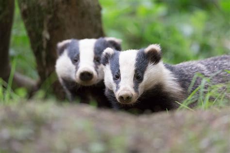 photographing badgers francis  taylor photography