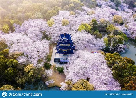 Aerial Landscape of the Spring Cherry Blossoms, in Wuxi Yuantouzhu