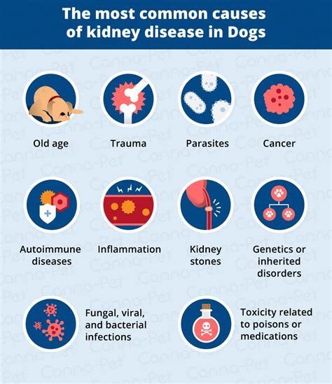 kidney diseases  dogs infoupdateorg