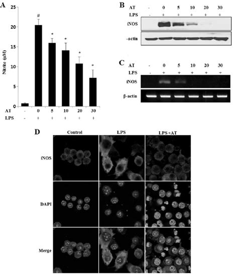 Lipopolysaccharide Lps Induced Nitric Oxide No Production And