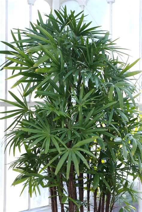 Rhapis Excelsa Bamboo Palm Braodleaf Lady Palm Fan Tufted Palm Lady