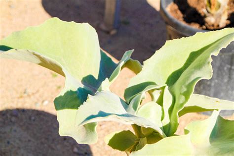 Kalanchoe Beharensis Plant In The Garden Stock Photo Download Image