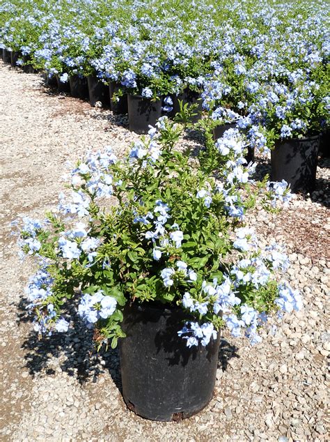 PLUMBAGO auriculata 'Imperial Blue' - T-Y Nursery