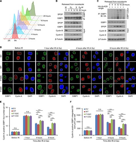 Spop Interaction Of Bp And Bp K Linked Polyubiquitination Are