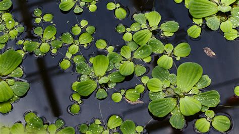 lily pads, leaves, plants, drops, water 4K HD Photography Wallpapers