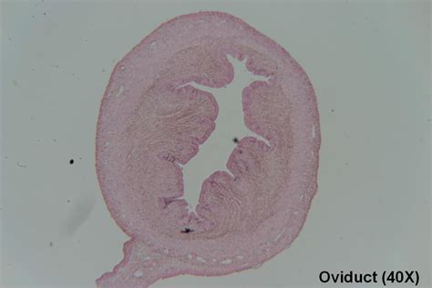 Oviduct – Tutorial – Histology Atlas for Anatomy and Physiology