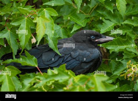 A Fledgling American Crow Corvus Brachyrhynchos Sitting In A Backyard