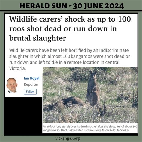 KANGAROO CARNAGE IN CENTRAL VICTORIA