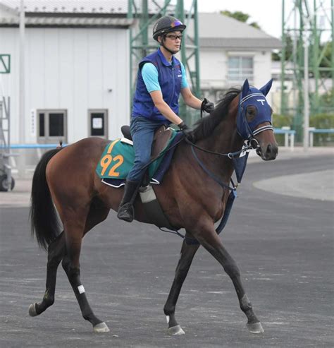 【pog】キングズレイン 良血発揮で初戦突破だ 母系晩成型も順調仕上がり競馬・レースデイリースポーツ Online