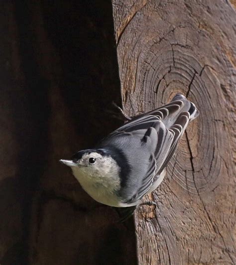 Pictures and information on White-breasted Nuthatch