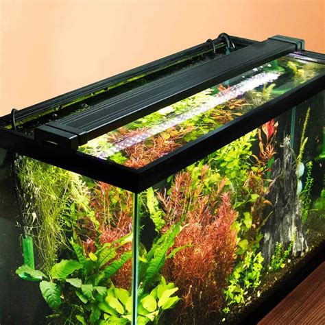 How to Balance Aquarium Lights to Grow Healthy Plants (& Avoid Algae) – Aquarium Co-Op