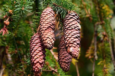 How To Grow A Pine Tree From A Pine Cone