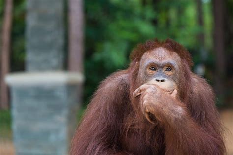 Qual É O Animal Mais Inteligente Do Mundo - Quais os 10 animais mais inteligentes do mundo? - Olhar Digital