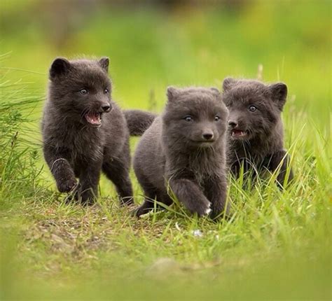 White Wolf : They win our hearts: Arctic fox pups are just too cute to ...